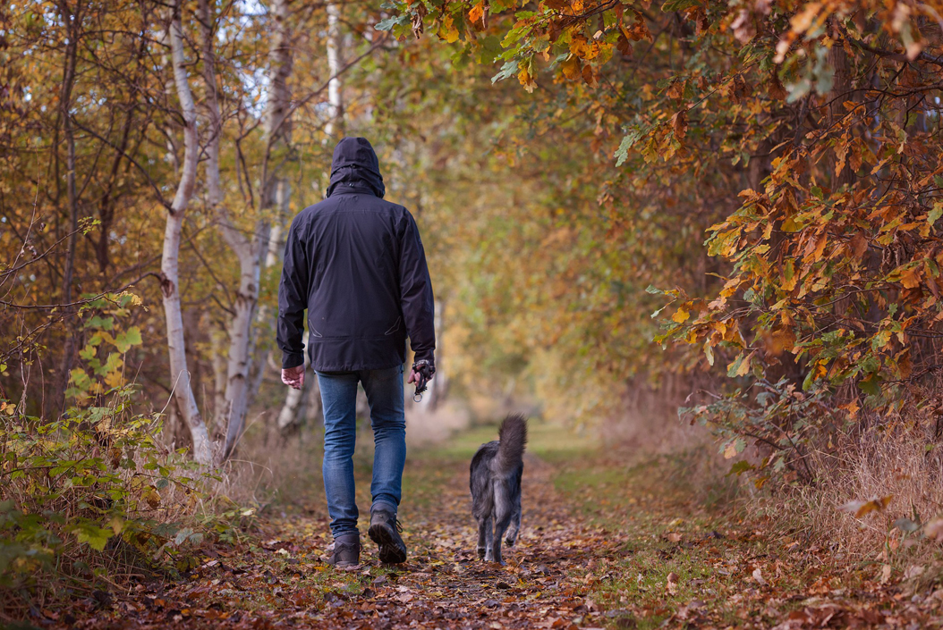 Osteoarthritis - A man walking his dog in Autumn