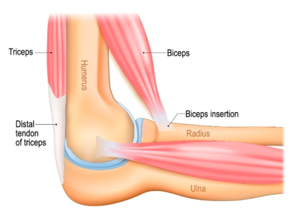 Distal biceps tendon - A graphic