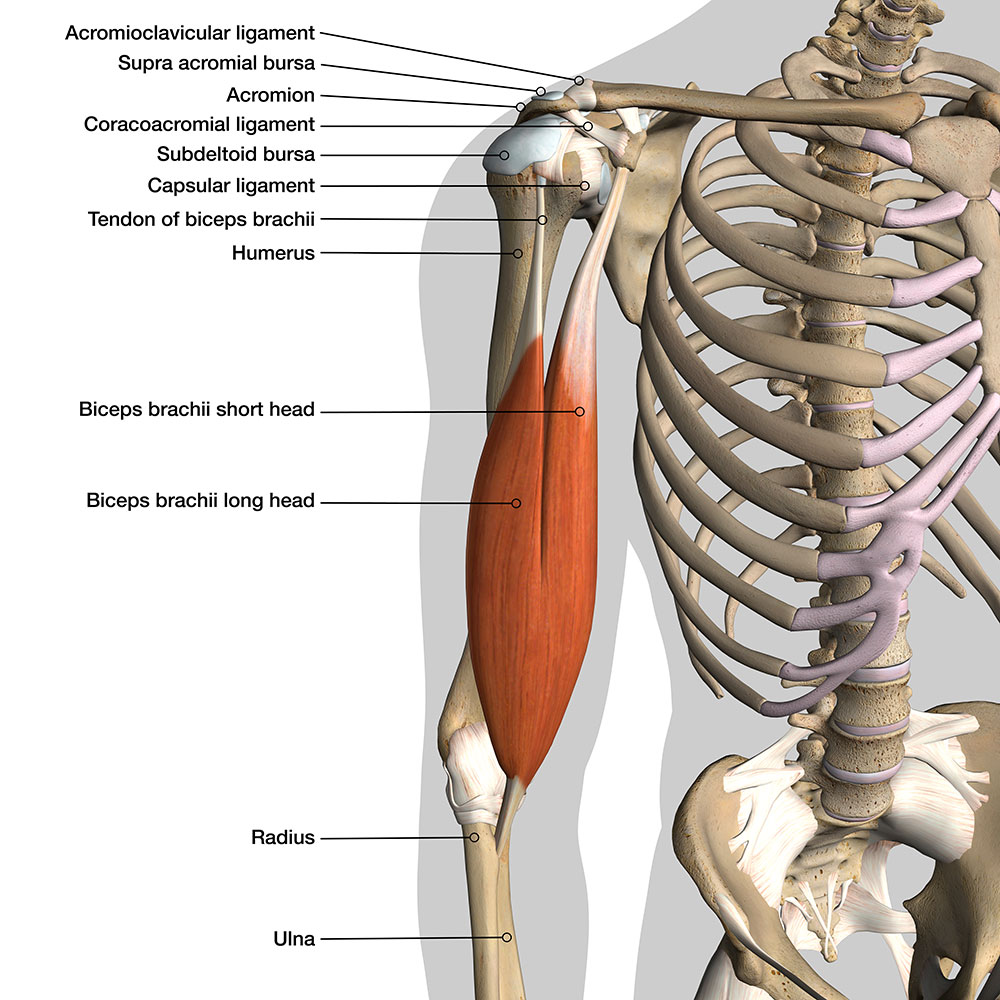 Строение плечевой кости с мышцами