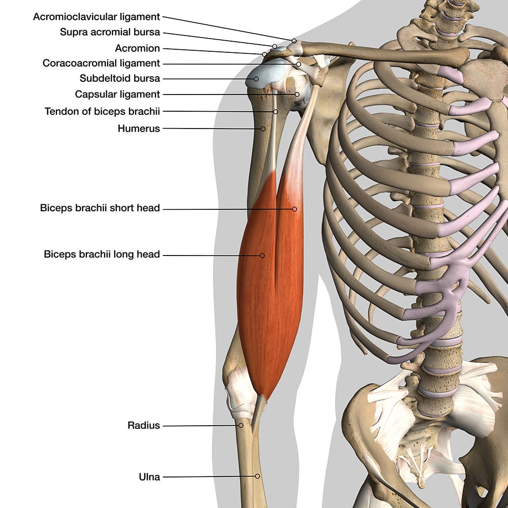 Long Head Of The Biceps Tendon Anatomy At Tayla Bruton Blog Long Head Of The Biceps Tendon Anatomy At Tayla Bruton Blog