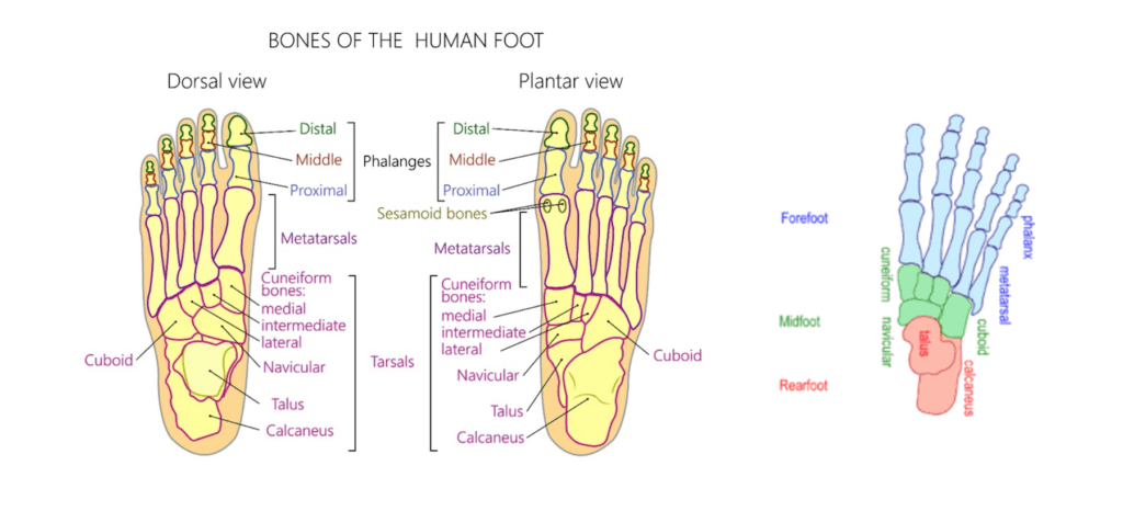 metatarsal osteoarthritis láz izomfájdalom ízületekben