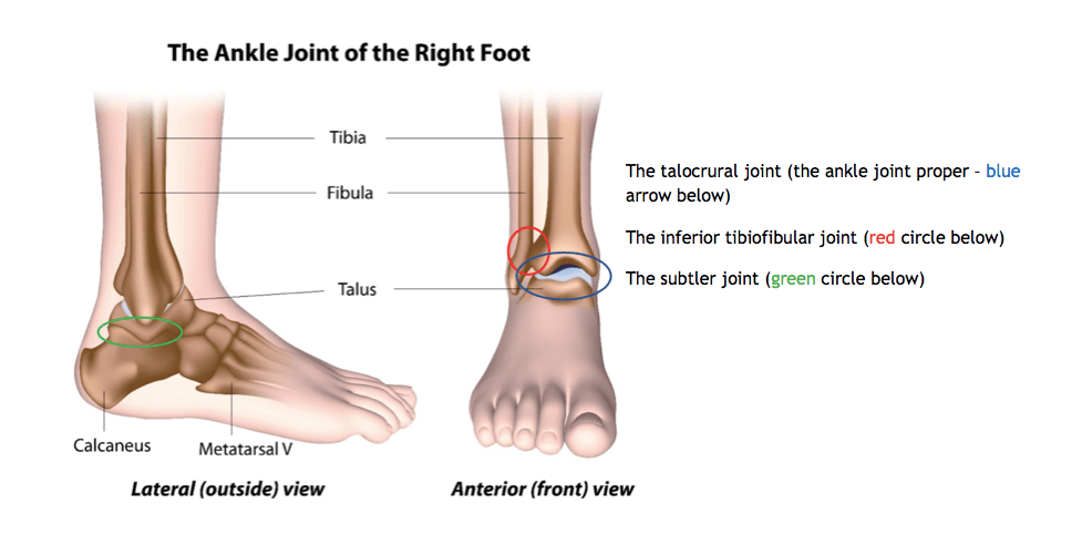 ankle joint diagram