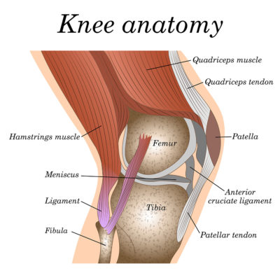 patella tendinopathy - diagram of anatomy of the knee showing patella tendon