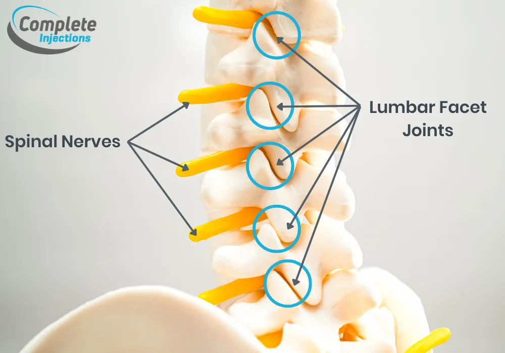 Facet Joint